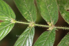 Lasianthus jackianus
